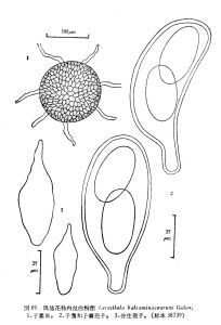 鳳仙花科內絲白粉菌