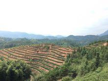 元沙五龍山茶園