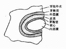 炭疽桿菌