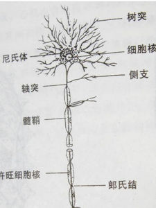 運動神經元