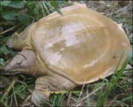 鱉[龜鱉目鱉科動物]