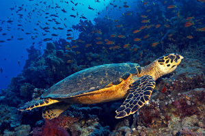 Hawksbill sea turtle