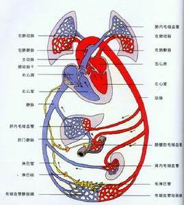 彌貴爾·塞爾維特