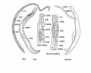 血吸蟲成蟲