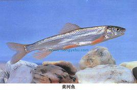 黃河魚