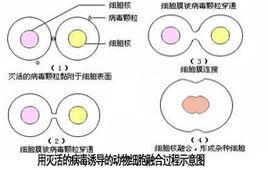 雜種[生物學用詞]