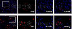 BrdU需要DNA變性後才能與抗體結合