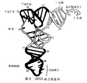 tRNA