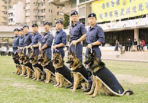 香港警犬隊匯報表演