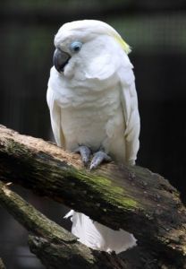 藍眼鳳頭鸚鵡