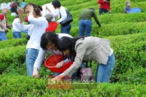 田間的綠茶香氣