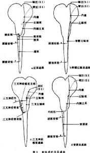 神經通路