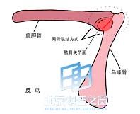 反鳥類的肩帶形態