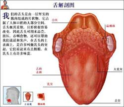 舌苔