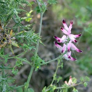 （圖）煙霧花