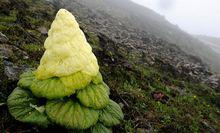 喜馬拉雅山動、植物