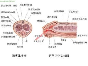 生殖整形術