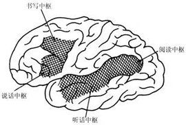 語言中樞