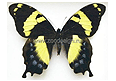 黑色金翅荷馬鳳蝶
