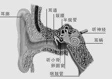 耳部結構