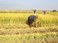 高產水稻
