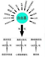 自由基學說