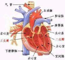 心臟示意圖