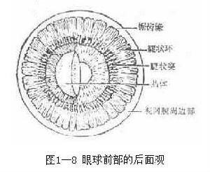 解剖圖