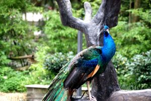 碧峰峽生態動物園