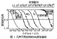 脫氧核糖核酸重複順序