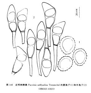 近明柄鏽菌