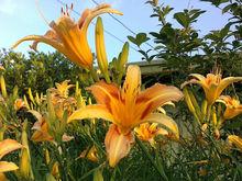 Lilium concolor var. ‘Yellow flower’