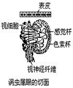 反向色素杯單眼