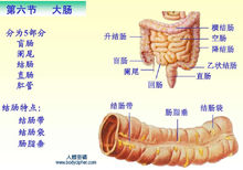 大腸