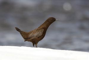 褐河烏指名亞種