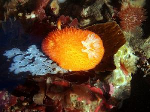 （圖）Acanthodoris lutea 