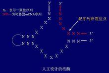 RNA加工修飾2