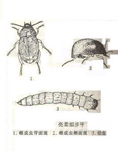 亮柔擬步甲