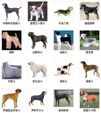 世界名犬