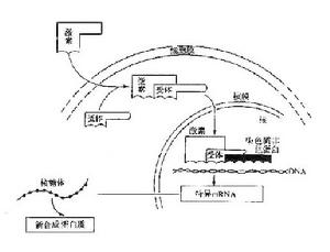 類固醇激素