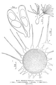 薩蒙球針殼