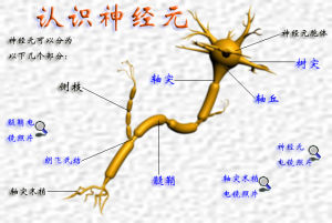 神經元