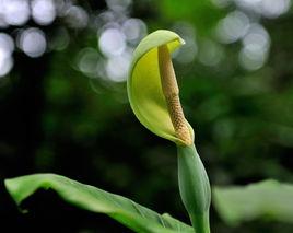 野芋頭花