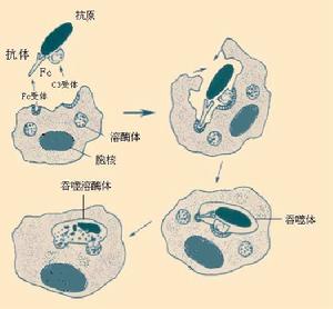 細胞吞噬作用