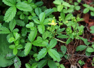 西山委陵菜（原變種）