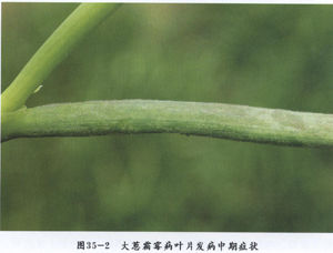 大蔥霜黴菌