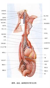 自主神經系統