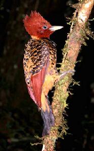 棕頭啄木鳥 Celeus spectabilis