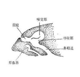 犁鼻器