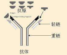 免疫球蛋白結構